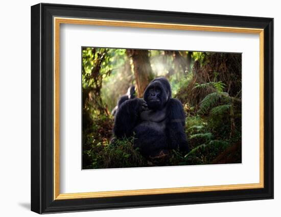 Mountain Gorilla, Mgahinga National Park in Uganda. Close-Up Photo of Wild Big Black Silverback Mon-Ondrej Prosicky-Framed Photographic Print