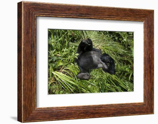 Mountain Gorilla resting, Volcanoes National Park, Rwanda-Pedro Narra-Framed Photographic Print