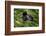 Mountain Gorilla resting, Volcanoes National Park, Rwanda-Pedro Narra-Framed Photographic Print