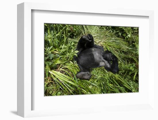 Mountain Gorilla resting, Volcanoes National Park, Rwanda-Pedro Narra-Framed Photographic Print