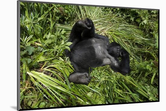 Mountain Gorilla resting, Volcanoes National Park, Rwanda-Pedro Narra-Mounted Photographic Print