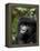 Mountain Gorilla, Rwanda, Africa-Milse Thorsten-Framed Premier Image Canvas