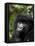 Mountain Gorilla, Rwanda, Africa-Milse Thorsten-Framed Premier Image Canvas