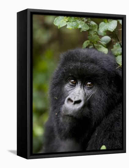 Mountain Gorilla, Rwanda, Africa-Milse Thorsten-Framed Premier Image Canvas