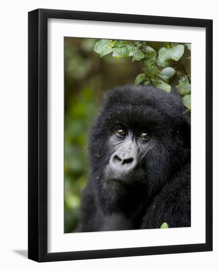 Mountain Gorilla, Rwanda, Africa-Milse Thorsten-Framed Photographic Print