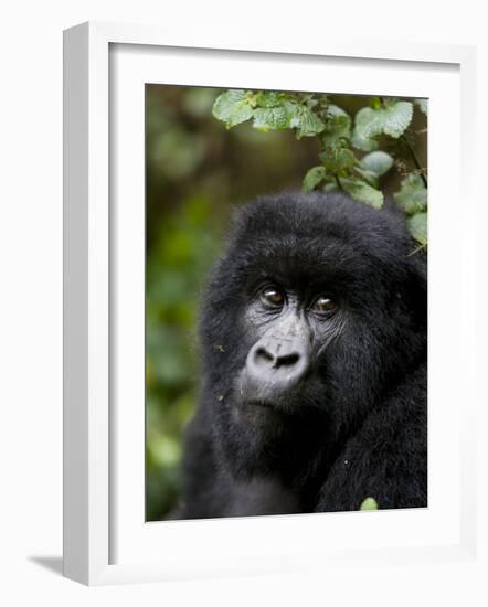 Mountain Gorilla, Rwanda, Africa-Milse Thorsten-Framed Photographic Print