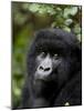 Mountain Gorilla, Rwanda, Africa-Milse Thorsten-Mounted Photographic Print