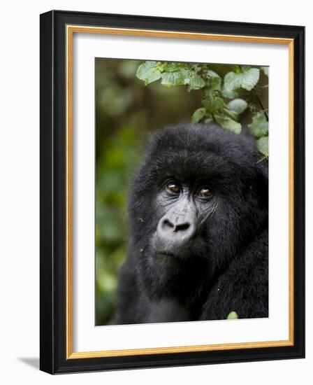 Mountain Gorilla, Rwanda, Africa-Milse Thorsten-Framed Photographic Print