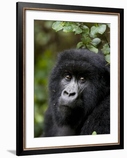 Mountain Gorilla, Rwanda, Africa-Milse Thorsten-Framed Photographic Print