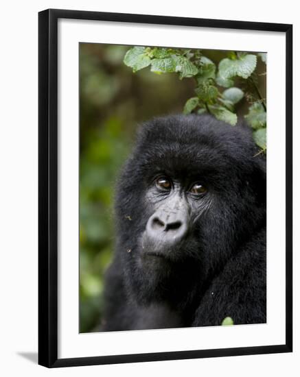 Mountain Gorilla, Rwanda, Africa-Milse Thorsten-Framed Photographic Print