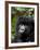 Mountain Gorilla, Rwanda, Africa-Milse Thorsten-Framed Photographic Print