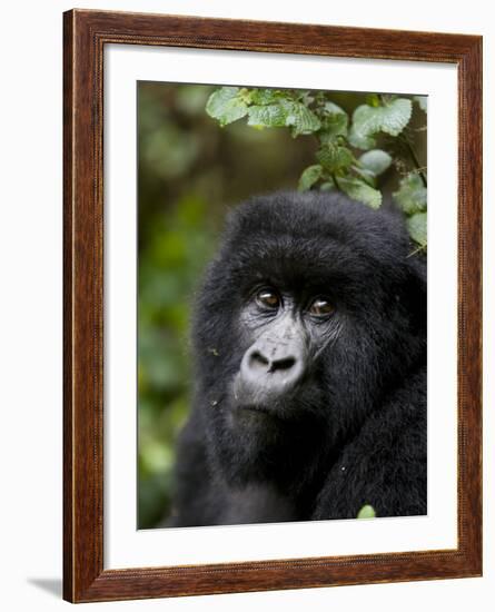 Mountain Gorilla, Rwanda, Africa-Milse Thorsten-Framed Photographic Print