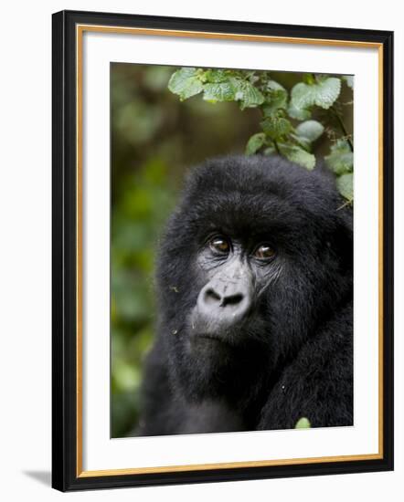 Mountain Gorilla, Rwanda, Africa-Milse Thorsten-Framed Photographic Print