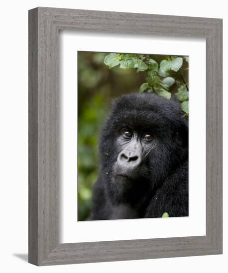 Mountain Gorilla, Rwanda, Africa-Milse Thorsten-Framed Photographic Print