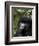 Mountain Gorilla, Rwanda, Africa-Milse Thorsten-Framed Photographic Print