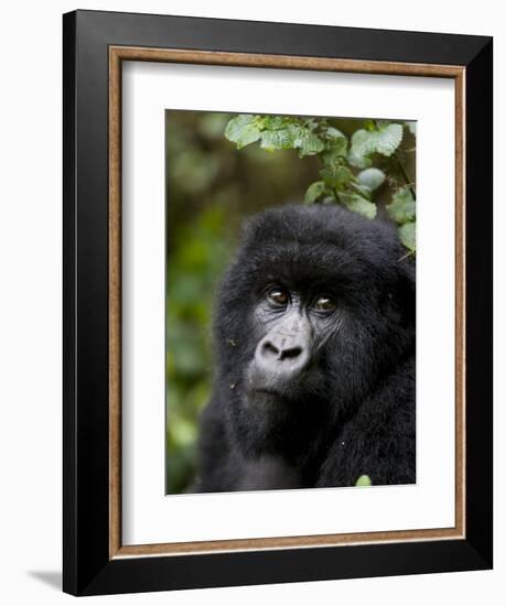 Mountain Gorilla, Rwanda, Africa-Milse Thorsten-Framed Photographic Print