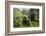 Mountain gorilla, silverback and juvenile son, Rwanda-Christophe Courteau-Framed Photographic Print