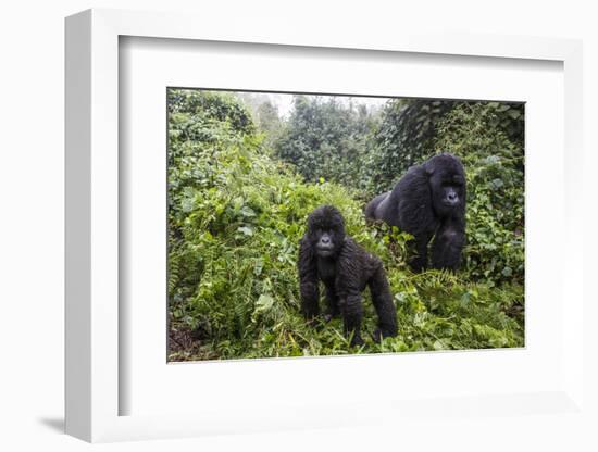 Mountain gorilla, silverback and juvenile son, Rwanda-Christophe Courteau-Framed Photographic Print