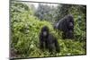 Mountain gorilla, silverback and juvenile son, Rwanda-Christophe Courteau-Mounted Photographic Print