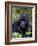 Mountain Gorilla Silverback, Kongo, Rwanda, Africa-Milse Thorsten-Framed Photographic Print