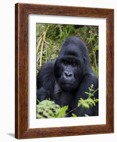 Mountain Gorilla Silverback, Kongo, Rwanda, Africa-Milse Thorsten-Framed Photographic Print