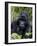 Mountain Gorilla Silverback, Kongo, Rwanda, Africa-Milse Thorsten-Framed Photographic Print