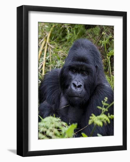 Mountain Gorilla Silverback, Kongo, Rwanda, Africa-Milse Thorsten-Framed Photographic Print