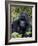 Mountain Gorilla Silverback, Kongo, Rwanda, Africa-Milse Thorsten-Framed Photographic Print