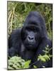 Mountain Gorilla Silverback, Kongo, Rwanda, Africa-Milse Thorsten-Mounted Photographic Print