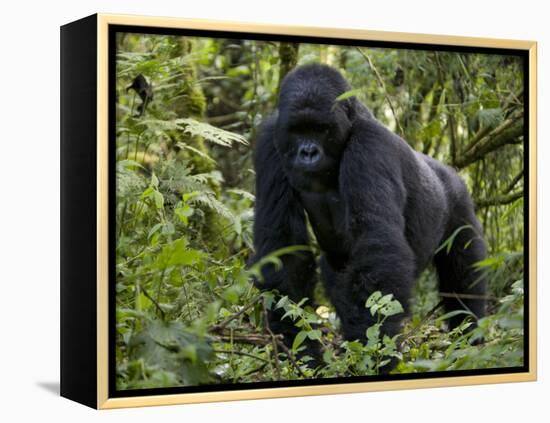 Mountain Gorilla, Silverback, Kongo, Rwanda, Africa-Milse Thorsten-Framed Premier Image Canvas