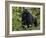 Mountain Gorilla, Silverback, Kongo, Rwanda, Africa-Milse Thorsten-Framed Photographic Print