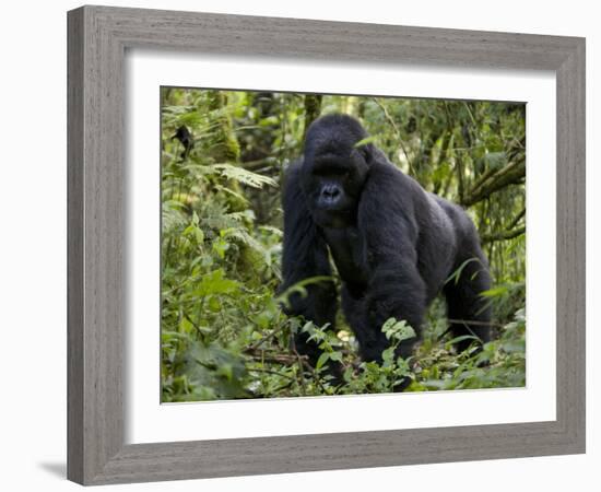 Mountain Gorilla, Silverback, Kongo, Rwanda, Africa-Milse Thorsten-Framed Photographic Print