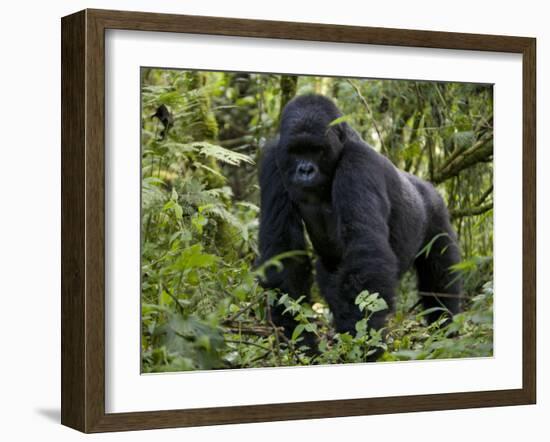 Mountain Gorilla, Silverback, Kongo, Rwanda, Africa-Milse Thorsten-Framed Photographic Print