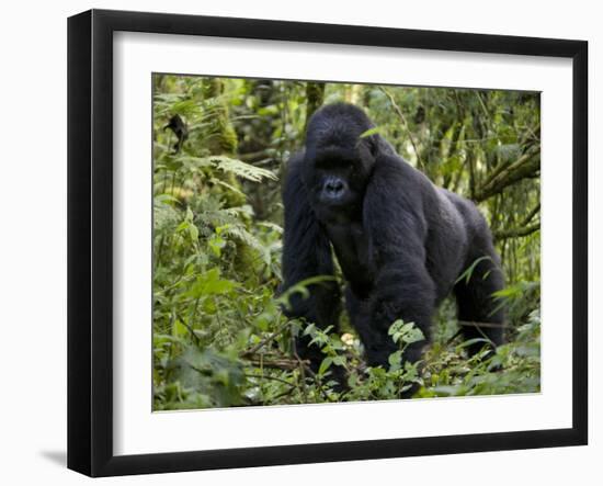 Mountain Gorilla, Silverback, Kongo, Rwanda, Africa-Milse Thorsten-Framed Photographic Print