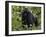 Mountain Gorilla, Silverback, Kongo, Rwanda, Africa-Milse Thorsten-Framed Photographic Print