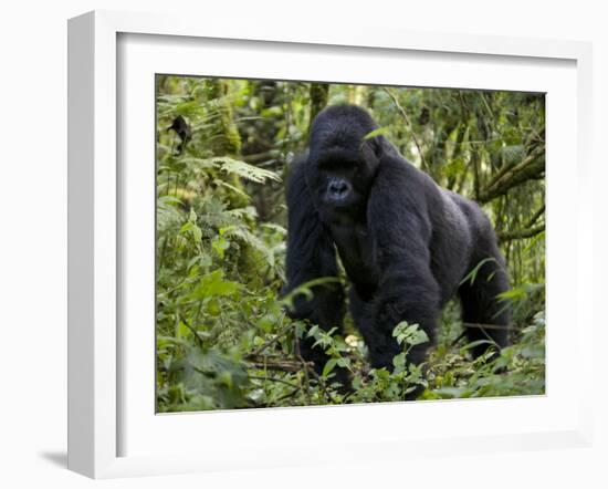 Mountain Gorilla, Silverback, Kongo, Rwanda, Africa-Milse Thorsten-Framed Photographic Print