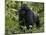 Mountain Gorilla, Silverback, Kongo, Rwanda, Africa-Milse Thorsten-Mounted Photographic Print