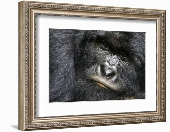 Mountain gorilla silverback male, Virunga National Park, Democratic Republic of Congo-Eric Baccega-Framed Photographic Print