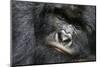 Mountain gorilla silverback male, Virunga National Park, Democratic Republic of Congo-Eric Baccega-Mounted Photographic Print