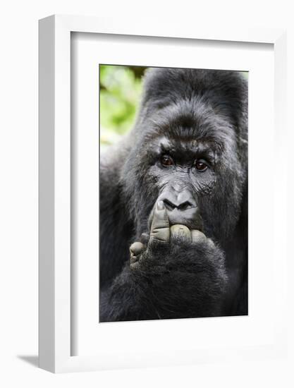 Mountain gorilla silverback male with fingers in mouth, Virunga National Park-Eric Baccega-Framed Photographic Print