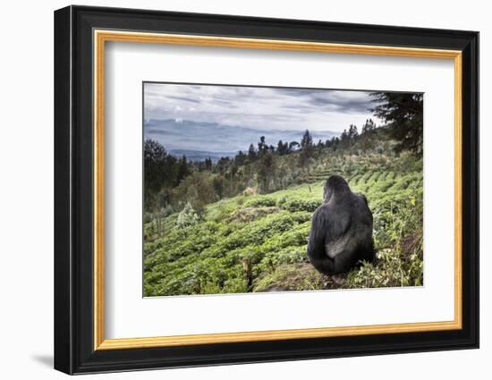 Mountain gorilla silverback on boundary wall, Rwanda-Christophe Courteau-Framed Photographic Print