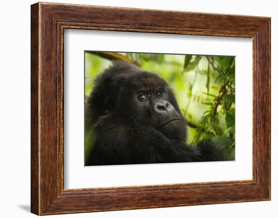 Mountain gorilla silverback sitting among Lobelia, Rwanda-Mary McDonald-Framed Photographic Print