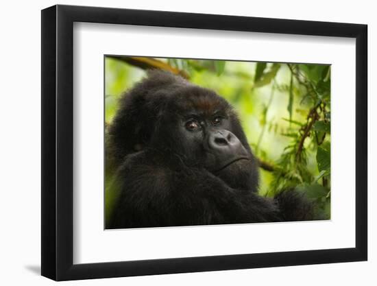 Mountain gorilla silverback sitting among Lobelia, Rwanda-Mary McDonald-Framed Photographic Print