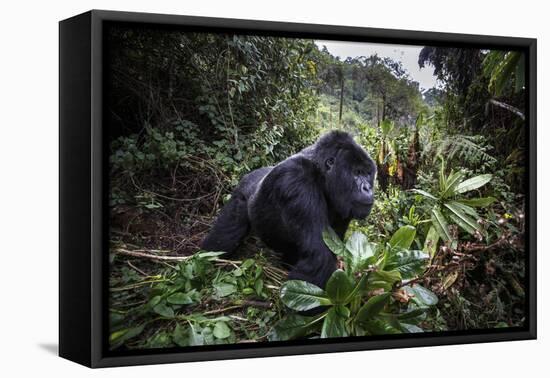 Mountain gorilla silverback, Volcanoes NP, Rwanda-Christophe Courteau-Framed Premier Image Canvas