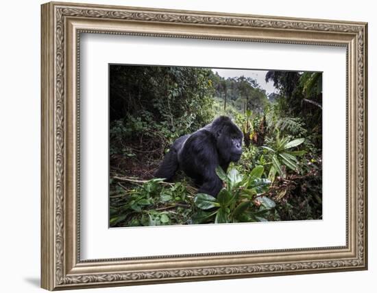 Mountain gorilla silverback, Volcanoes NP, Rwanda-Christophe Courteau-Framed Photographic Print