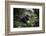 Mountain gorilla silverback, Volcanoes NP, Rwanda-Christophe Courteau-Framed Photographic Print