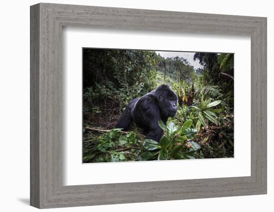 Mountain gorilla silverback, Volcanoes NP, Rwanda-Christophe Courteau-Framed Photographic Print