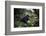 Mountain gorilla silverback, Volcanoes NP, Rwanda-Christophe Courteau-Framed Photographic Print