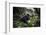 Mountain gorilla silverback, Volcanoes NP, Rwanda-Christophe Courteau-Framed Photographic Print