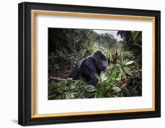 Mountain gorilla silverback, Volcanoes NP, Rwanda-Christophe Courteau-Framed Photographic Print